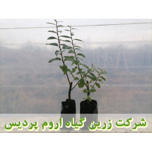بیدمشک, نهال بیدمشک, قلمه بیدمشک, قیمت نهال بیدمشک, تولید نهال بیدمشک, تولید قلمه بیدمشک, فروش نهال بیدمشک, فروش قلمه بیدمشک, خرید نهال بیدمشک, خرید قلمه بیدمشک, قیمت قلمه بیدمشک