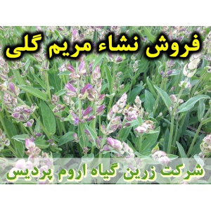 مریم گلی, نشا مریم گلی, نشای مریم گلی, نشائ مریم گلی, نشاء مریم گلی, قیمت نشا مریم گلی, تولید نشا مریم گلی, فروش نشا مریم گلی, خرید نشا مریم گلی, نشا ریشه لخت, نشا سینی نشا, کیسه ای, گلدانی