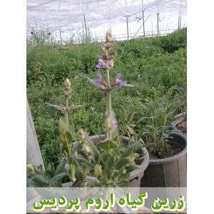 مریم گلی, نشا مریم گلی, نشای مریم گلی, نشائ مریم گلی, نشاء مریم گلی, قیمت نشا مریم گلی, تولید نشا مریم گلی, فروش نشا مریم گلی, خرید نشا مریم گلی, نشا ریشه لخت, نشا سینی نشا, کیسه ای, گلدانی