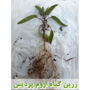 مریم گلی, نشا مریم گلی, نشای مریم گلی, نشائ مریم گلی, نشاء مریم گلی, قیمت نشا مریم گلی, تولید نشا مریم گلی, فروش نشا مریم گلی, خرید نشا مریم گلی, نشا ریشه لخت, نشا سینی نشا, کیسه ای, گلدانی