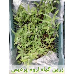 مریم گلی, نشا مریم گلی, نشای مریم گلی, نشائ مریم گلی, نشاء مریم گلی, قیمت نشا مریم گلی, تولید نشا مریم گلی, فروش نشا مریم گلی, خرید نشا مریم گلی, نشا ریشه لخت, نشا سینی نشا, کیسه ای, گلدانی