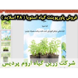 گیاه استویا, پاورپوینت استویا, ارائه استویا, دانلود پاورپوینت استویا, اسلاید استویا برای ارائه در کلاس, مشخصات گیاه استویا, نام انگلیسی استویا, نام علمی استویا, خانواده استویا, کرک روی ساقه استویا, برگ گیاه استویا, ریشه گیاه استویا, گل گیاه استویا, بذر گی