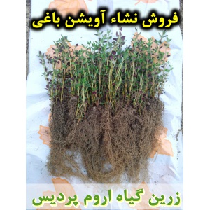 آویشن, اویشن, نشا آویشن باغی, نشا اویشن, نشای آویشن, نشائ آویشن, نشاء آویشن, قیمت نشا آویشن, تولید نشا آویشن, فروش نشا آویشن, خرید نشا آویشن, نشا ریشه لخت, نشا سینی نشا, کیسه ای, گلدانی