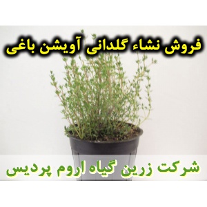 آویشن, اویشن, نشا آویشن باغی, نشا اویشن, نشای آویشن, نشائ آویشن, نشاء آویشن, قیمت نشا آویشن, تولید نشا آویشن, فروش نشا آویشن, خرید نشا آویشن, نشا ریشه لخت, نشا سینی نشا, کیسه ای, گلدانی