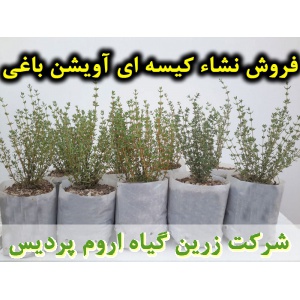 آویشن, اویشن, نشا آویشن باغی, نشا اویشن, نشای آویشن, نشائ آویشن, نشاء آویشن, قیمت نشا آویشن, تولید نشا آویشن, فروش نشا آویشن, خرید نشا آویشن, نشا ریشه لخت, نشا سینی نشا, کیسه ای, گلدانی