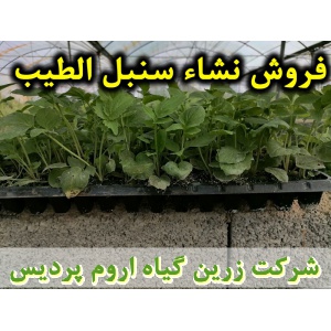 سنبل الطیب, نشا سنبل الطیب, نشای سنبل الطیب, نشائ سنبل الطیب, نشاء سنبل الطیب, قیمت نشا سنبل الطیب, تولید نشا سنبل الطیب, فروش نشا سنبل الطیب, خرید نشا سنبل الطیب, نشا ریشه لخت, نشا سینی نشا, کیسه ای, گلدانی