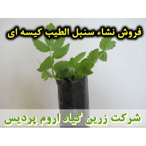 سنبل الطیب, نشا سنبل الطیب, نشای سنبل الطیب, نشائ سنبل الطیب, نشاء سنبل الطیب, قیمت نشا سنبل الطیب, تولید نشا سنبل الطیب, فروش نشا سنبل الطیب, خرید نشا سنبل الطیب, نشا ریشه لخت, نشا سینی نشا, کیسه ای, گلدانی
