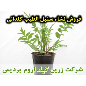 سنبل الطیب, نشا سنبل الطیب, نشای سنبل الطیب, نشائ سنبل الطیب, نشاء سنبل الطیب, قیمت نشا سنبل الطیب, تولید نشا سنبل الطیب, فروش نشا سنبل الطیب, خرید نشا سنبل الطیب, نشا ریشه لخت, نشا سینی نشا, کیسه ای, گلدانی