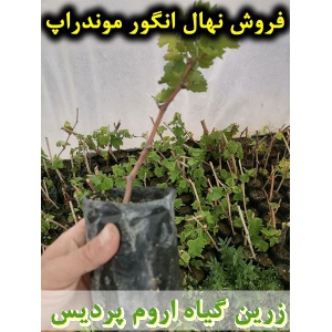 انگور موندراپ, نهال انگور موندراپ, قلمه انگور موندراپ, قیمت نهال انگور موندراپ, تولید نهال انگور موندراپ, تولید قلمه انگور موندراپ, فروش نهال انگور موندراپ, فروش قلمه انگور موندراپ, خرید نهال انگور موندراپ, خرید قلمه انگور موندراپ, قیمت قلمه انگور موندراپ