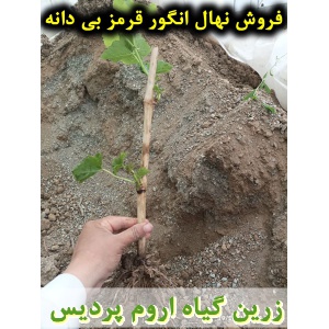 انگور قرمز بی دانه, نهال انگور قرمز بی دانه, قلمه انگور قرمز بی دانه, قیمت نهال انگور قرمز بی دانه, تولید نهال انگور قرمز بی دانه, تولید قلمه انگور قرمز بی دانه, فروش نهال انگور قرمز بی دانه, فروش قلمه انگور قرمز بی دانه, خرید نهال انگور قرمز بی دانه, خری