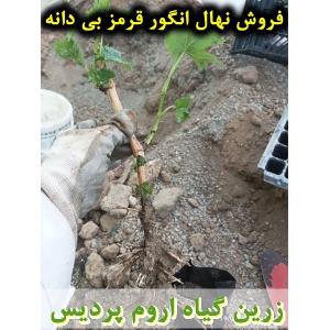 انگور قرمز بی دانه, نهال انگور قرمز بی دانه, قلمه انگور قرمز بی دانه, قیمت نهال انگور قرمز بی دانه, تولید نهال انگور قرمز بی دانه, تولید قلمه انگور قرمز بی دانه, فروش نهال انگور قرمز بی دانه, فروش قلمه انگور قرمز بی دانه, خرید نهال انگور قرمز بی دانه, خری