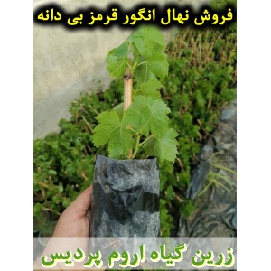 انگور قرمز بی دانه, نهال انگور قرمز بی دانه, قلمه انگور قرمز بی دانه, قیمت نهال انگور قرمز بی دانه, تولید نهال انگور قرمز بی دانه, تولید قلمه انگور قرمز بی دانه, فروش نهال انگور قرمز بی دانه, فروش قلمه انگور قرمز بی دانه, خرید نهال انگور قرمز بی دانه, خری