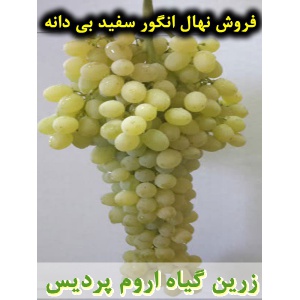 انگور سفید بی دانه, نهال انگور سفید بی دانه, قلمه انگور سفید بی دانه, قیمت نهال انگور سفید بی دانه, تولید نهال انگور سفید بی دانه, تولید قلمه انگور سفید بی دانه, فروش نهال انگور سفید بی دانه, فروش قلمه انگور سفید بی دانه, خرید نهال انگور سفید بی دانه, خری