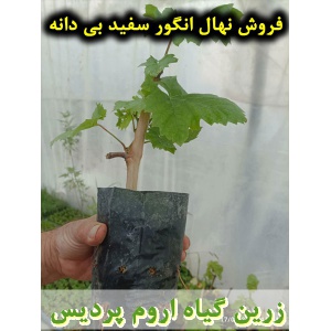 انگور سفید بی دانه, نهال انگور سفید بی دانه, قلمه انگور سفید بی دانه, قیمت نهال انگور سفید بی دانه, تولید نهال انگور سفید بی دانه, تولید قلمه انگور سفید بی دانه, فروش نهال انگور سفید بی دانه, فروش قلمه انگور سفید بی دانه, خرید نهال انگور سفید بی دانه, خری