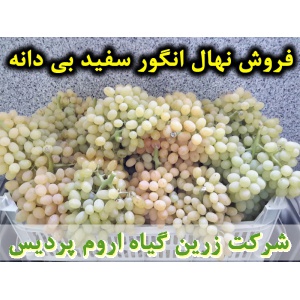 انگور سفید بی دانه, نهال انگور سفید بی دانه, قلمه انگور سفید بی دانه, قیمت نهال انگور سفید بی دانه, تولید نهال انگور سفید بی دانه, تولید قلمه انگور سفید بی دانه, فروش نهال انگور سفید بی دانه, فروش قلمه انگور سفید بی دانه, خرید نهال انگور سفید بی دانه, خری