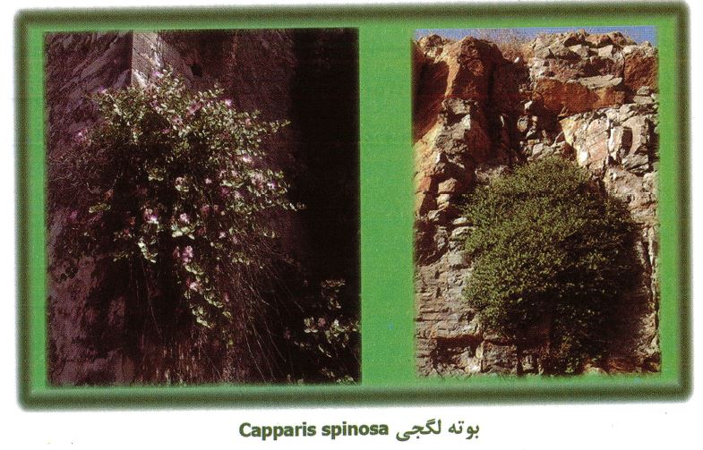 بوته  کور، لگجی، هندوانه کوهی، داغ قارپوزی