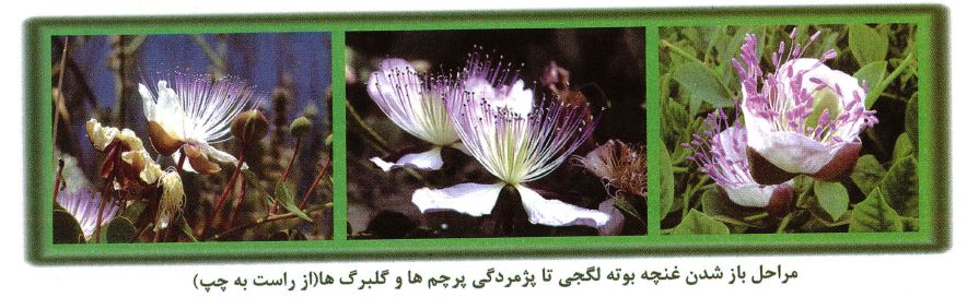 مراحل باز شدن غنچه بوته لگجی تا پژمردگی پرچم ها و گلبرگ ها از راست به چپ