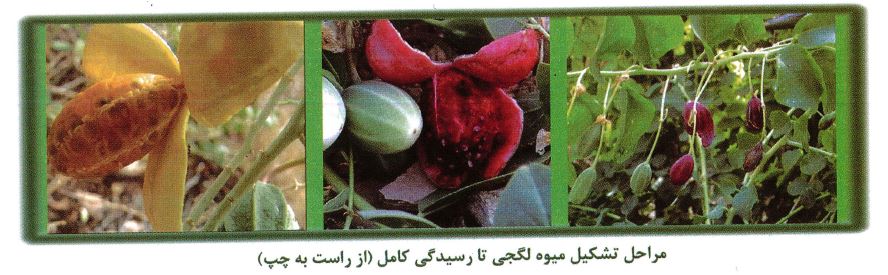 مراحل تشکیل میوه لگجی تا رسیدگی کامل از راست به چپ