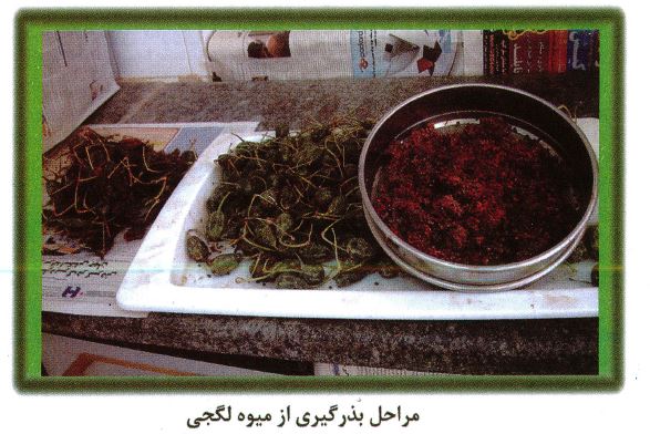 مراحل بذرگیری از میوه کور، لگجی، هندوانه کوهی، داغ قارپوزی