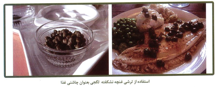استفاده از ترشی غنچه نشکفته لگجی، کور، هندوانه کوهی، داغ قارپوزی، بعنوان چاشنی غذا