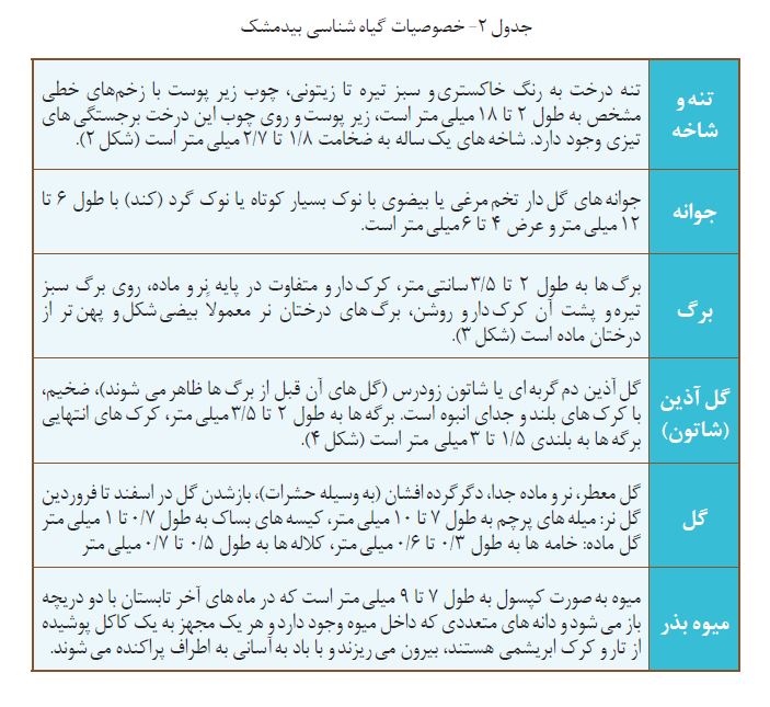 بیدمشک, معرفی بیدمشک, بیدمشک چیست, گیاه بیدمشک, درخت بیدمشک, خصوصیات گیاهشناسی بیدمشک, فنولوژی, زمان ظهور پدیده های حیاتی بیدمشک, پراکنش بیدمشک